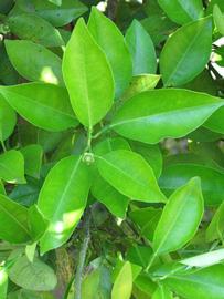              Shade leaves (Winter Haven, FL)       
