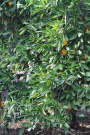            Habit (Rotuma Island, Riverside, CA)   