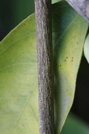              Second - third year twig (Rotuma Island, Riverside, CA)       