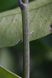              Second - third year twig (Rotuma Island, Riverside, CA)       
