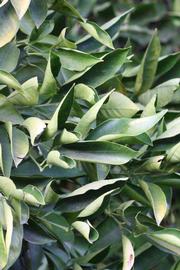            Sun leaves (Rotuma Island, Riverside, CA)   