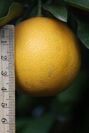            Fruit (Rotuma Island, Riverside, CA)   