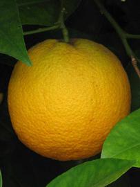            Fruit (Rotuma Island, Riverside, CA)   