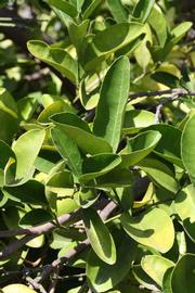              Sun leaves (Riverside, CA)       