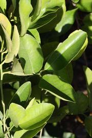              Sun leaves (Riverside, CA)       