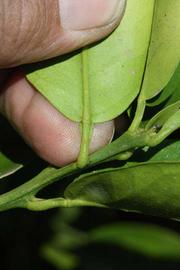              Petiole (Riverside, CA)       