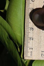              Unifoliolate leaf (Riverside, CA)       