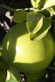            Fruit (Riverside, CA)   