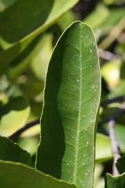              Margin (Riverside, CA)       