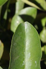              Margin (Riverside, CA)       