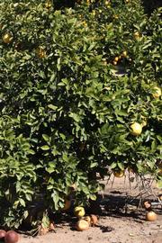              Habit (Riverside, CA)       