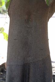              Bark (Riverside, CA)       