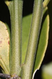              First year twig (Riverside, CA)       