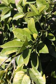              Sun leaves (Riverside, CA)       