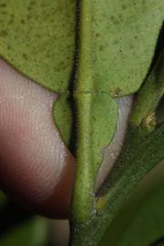              Petiole (Riverside, CA)       