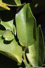              Unifoliolate leaf (Riverside, CA)       