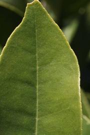              Margin (Riverside, CA)       