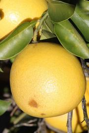              Fruit (Riverside, CA)       