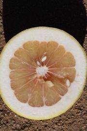              Fruit cross-section (Riverside, CA)       