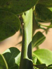            First year twig (Riverside, CA)   