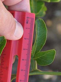              Trifoliolate leaf (Riverside, CA)       