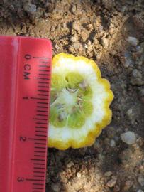            Fruit cross-section (Riverside, CA)   