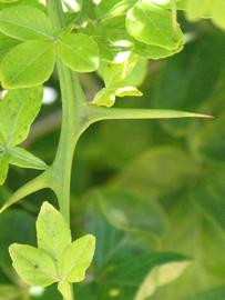            First year twig (Riverside, CA)   