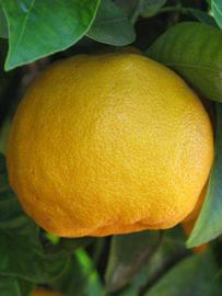            Fruit (Riverside, CA)   