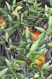            Sun leaves (Riverside, CA)   