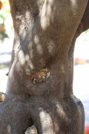              Bark (Riverside, CA)       