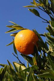            Fruit (Riverside, CA)   