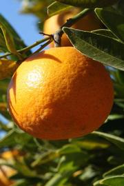            Fruit (Riverside, CA)   