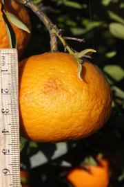            Fruit (Riverside, CA)   