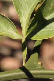              Petiole (Riverside, CA)       