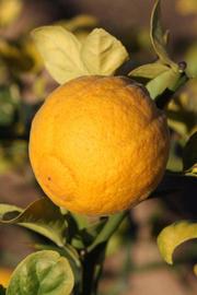            Fruit (Riverside, CA)   