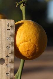            Fruit (Riverside, CA)   