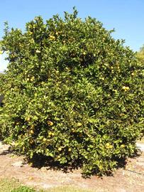              Habit (Winter Haven, FL)       