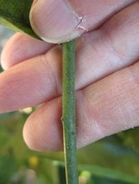              First year twig (Winter Haven, FL)       