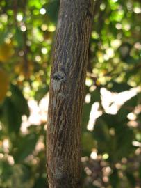              Second - third year twig (Winter Haven, FL)       