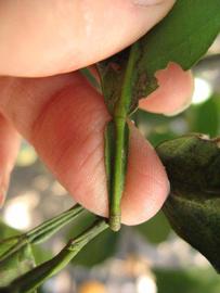              Petiole (Winter Haven, FL)       