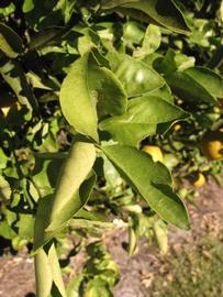            Sun leaves (Winter Haven, FL)   