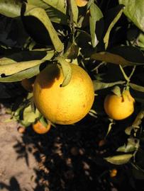            Fruit (Winter Haven, FL)   