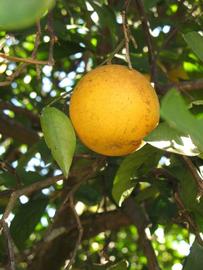            Fruit (Winter Haven, FL)   