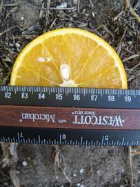            Fruit cross-section (Winter Haven, FL)   