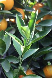            Sun leaves (Riverside, CA)   