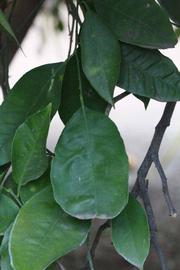            Shade leaves (Riverside, CA)   