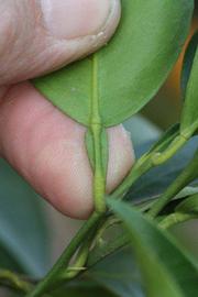              Petiole (Riverside, CA)       