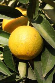            Fruit (Riverside, CA)   