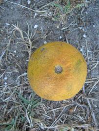            Fruit (Winter Haven, FL)   