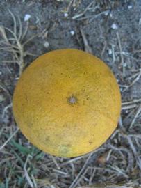            Fruit (Winter Haven, FL)   